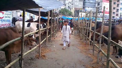 Chutiya in qurbani haat (funny)-pQhti_TKFnw