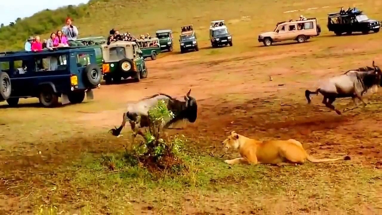 La différence entre un lion et une lionne pendant la chasse aux gnous