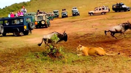La différence entre un lion et une lionne pendant la chasse aux gnous