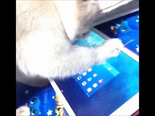 【Vine】面白い！話題になったネコの6秒動画まとめVol 2～Best Cat Vines～