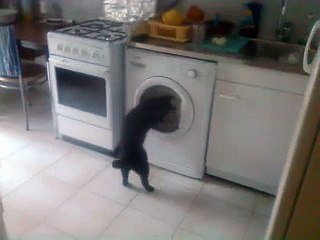 blaky s'amuse avec le lave linge