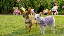 Beverly Hills Chihuahua 2