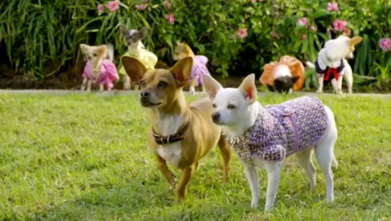 Beverly Hills Chihuahua 2