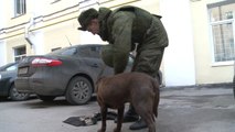 Russos criam para cães policiais colete à prova de balas