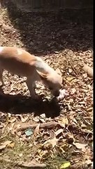 L'amour d'une maman chienne qui enterre son bébé mort