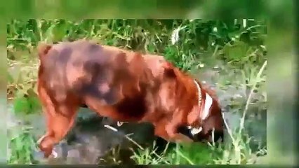 Funny Dog Videos - Funny Dog Videos Try Not To Laugh