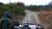 Leopardo sorprende a turistas de safari con un salto tremendo