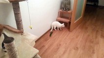 Cat acts like a dog, cucumber vs cats