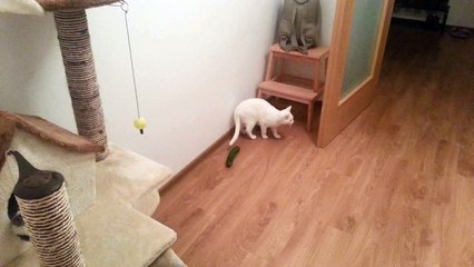 Cat acts like a dog, cucumber vs cats