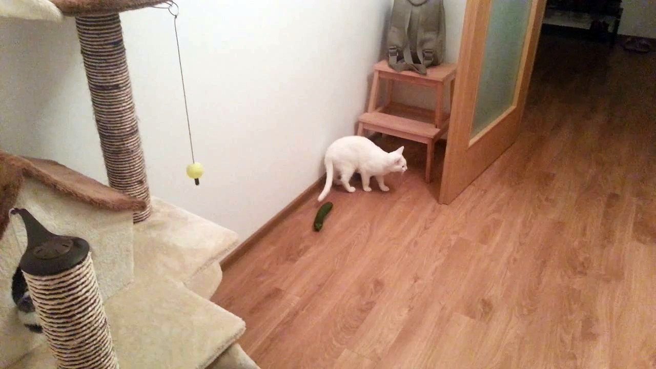 cats