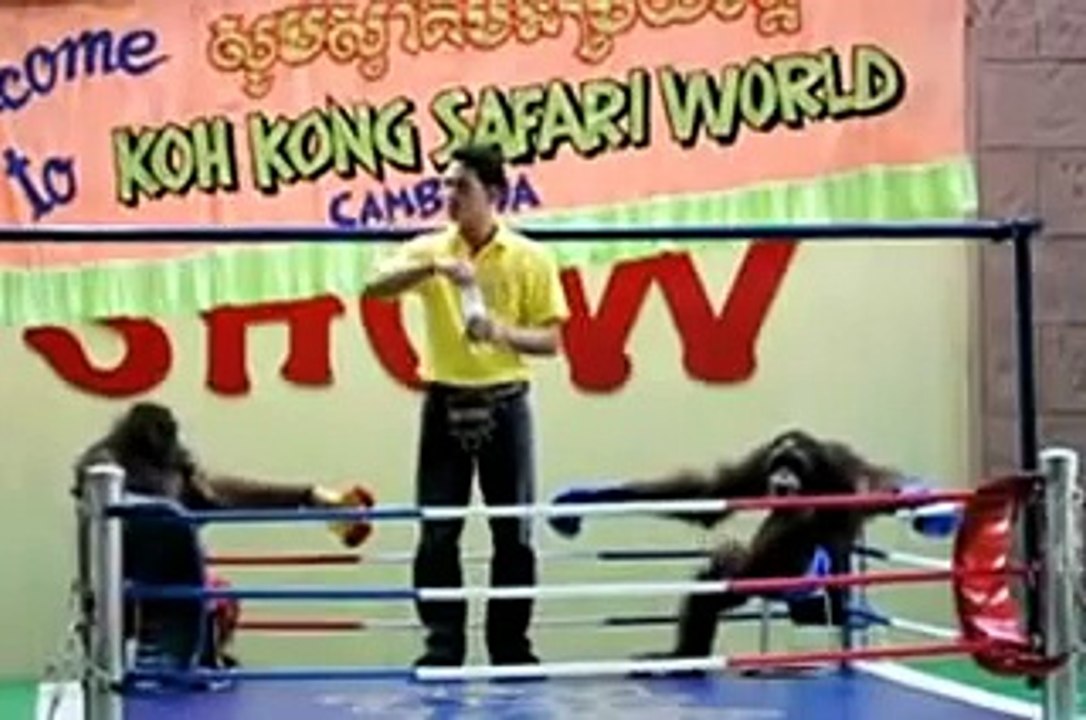 ''monkey boxing in margosatubig'' video by jasper reales