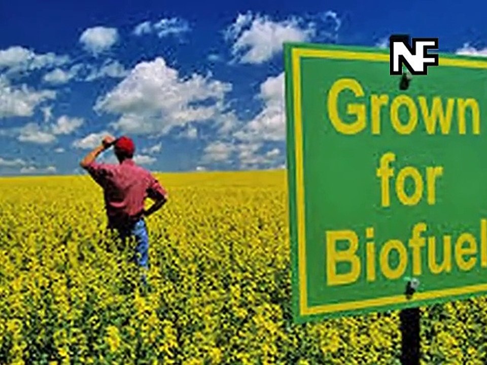 Biofuels In India