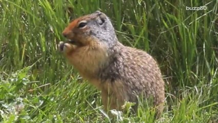 San Francisco Faces Rising Threat from Aggressive Squirrels 🐿️