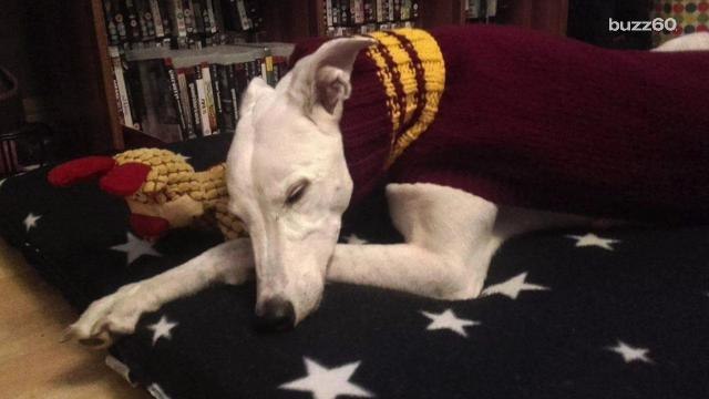 Woman knits adorable sweaters for rescued dogs, so popular she quit her day job