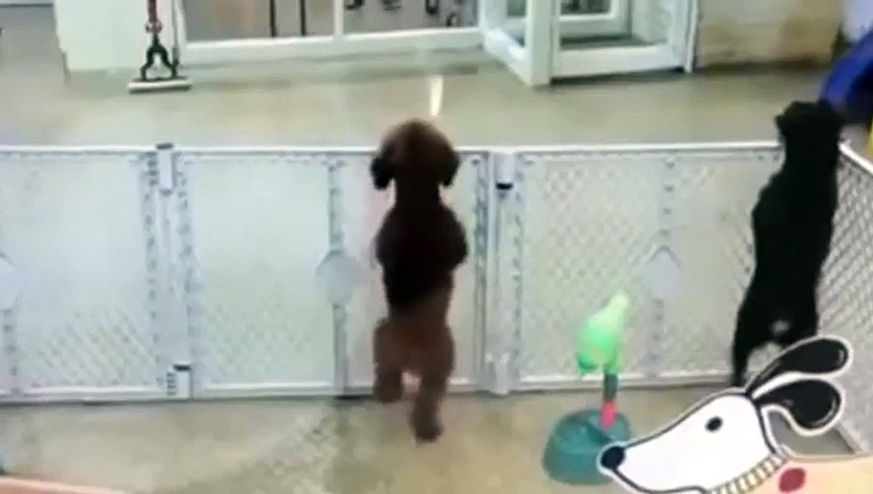 Des chiens dansent sur un morceau de Coldplay