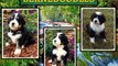 Find Bernedoodle Puppies At Hurricane Creek Doodles and Poodles