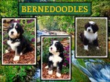 Find Bernedoodle Puppies At Hurricane Creek Doodles and Poodles