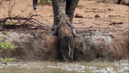 Une maman éléphant vient secourir son bébé coincé dans un trou d'eau