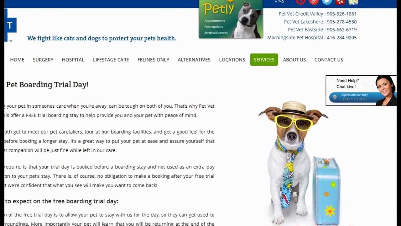 Call Veterinarian Clinics And Save Your Pet Life