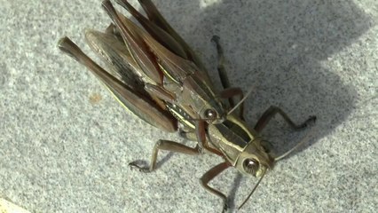 Voyage de noces de deux criquets