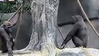 super kissing gorillas