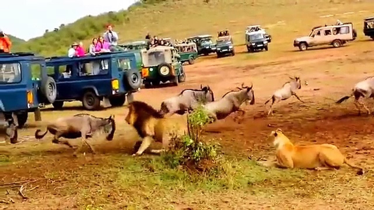 Un lion vole la vedette à une lionne lors d'une...