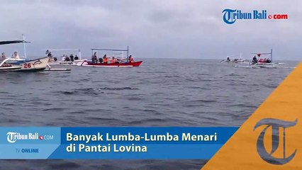 Memburu Atraksi Dolphin di Pantai Lovina Singaraja Bali