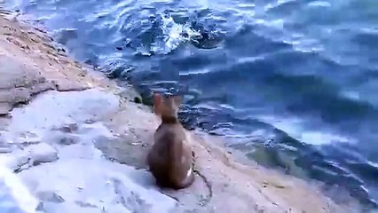 The Street cat catch fish from sea