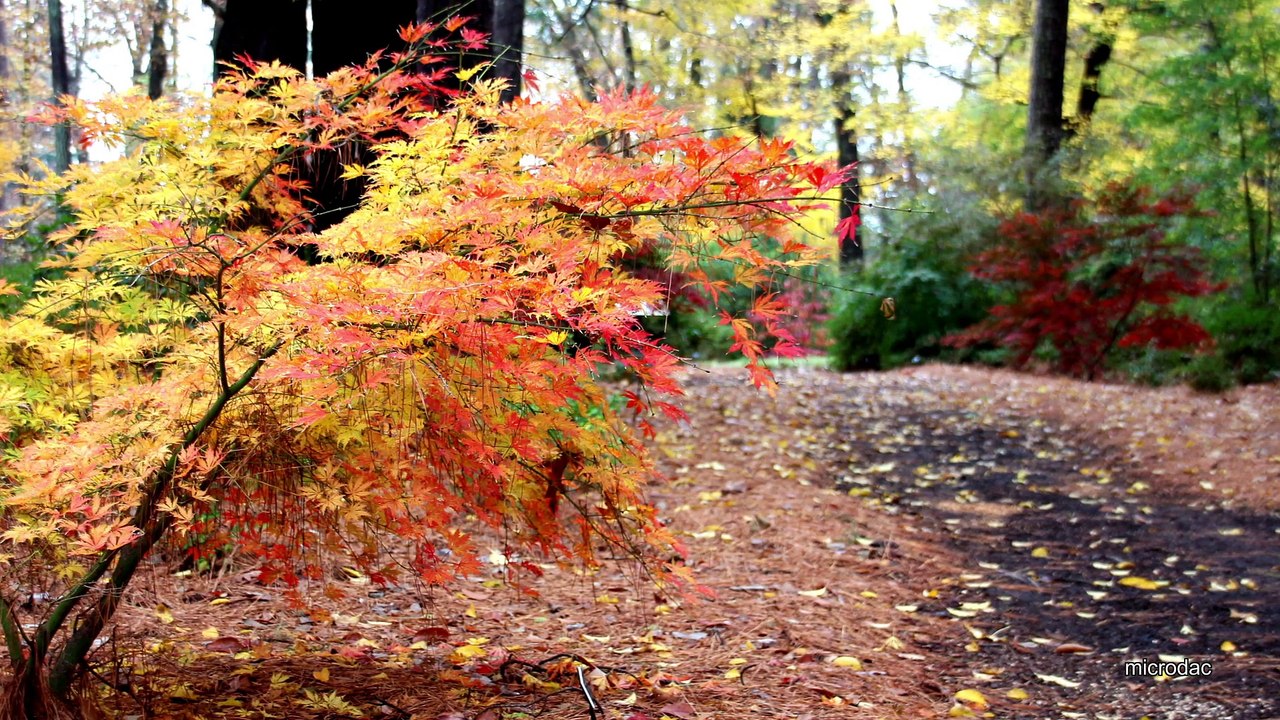 Cloudy day in Autumn