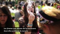 Los jóvenes que abusan de la marihuana desarrollan problemas de memoria | Noticias al Momento