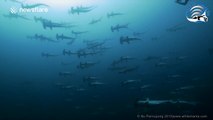 A wall of Hammerhead sharks is beautiful and scary