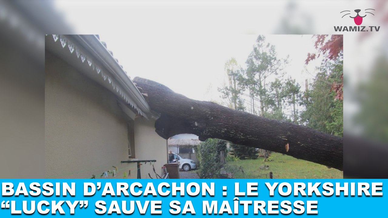 Bassin d'Arcachon : Le yorkshire "Lucky" sauve sa maîtresse d'un drame ! L'histoire dans la minute chien #60