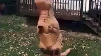 IM DYING Must Watch