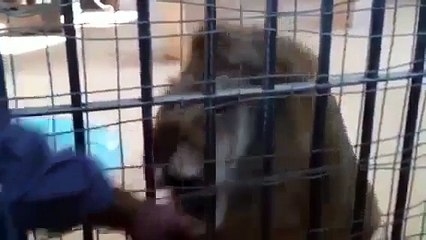 LION ATTACK MAN IN LAHORE ZOO PAKISTAN