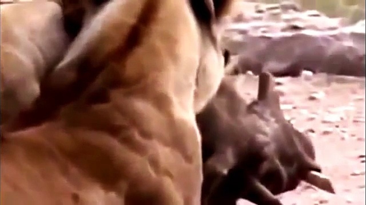 Lion attack ruthless kill the pig