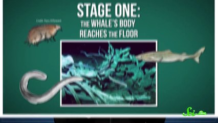 Life Inside a Dead Whale-must watch