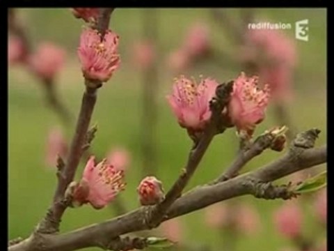 Conservatoire botanique de Porquerolles