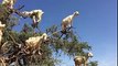 Funny goats live in a tree - Insane
