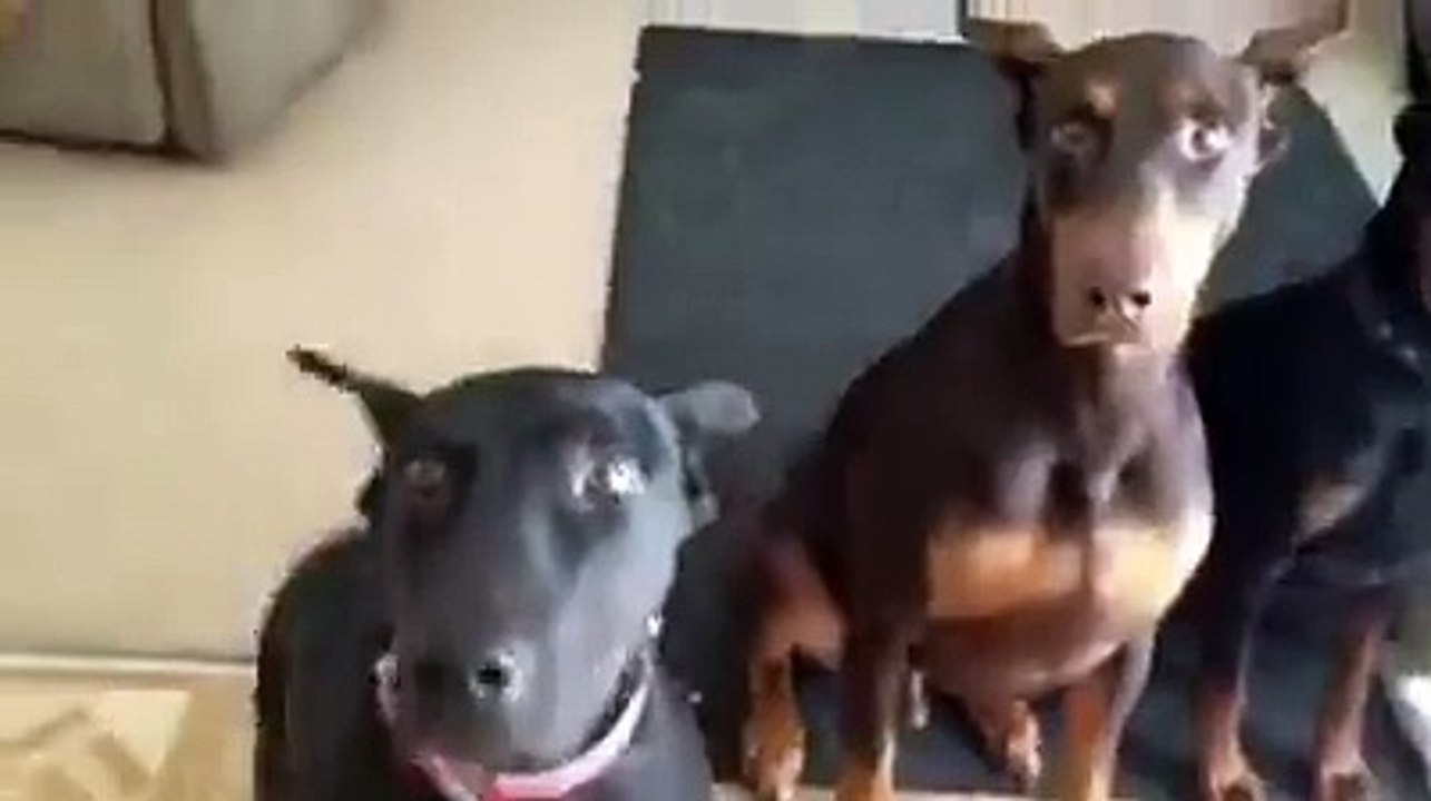 Four dobermans listen the commands