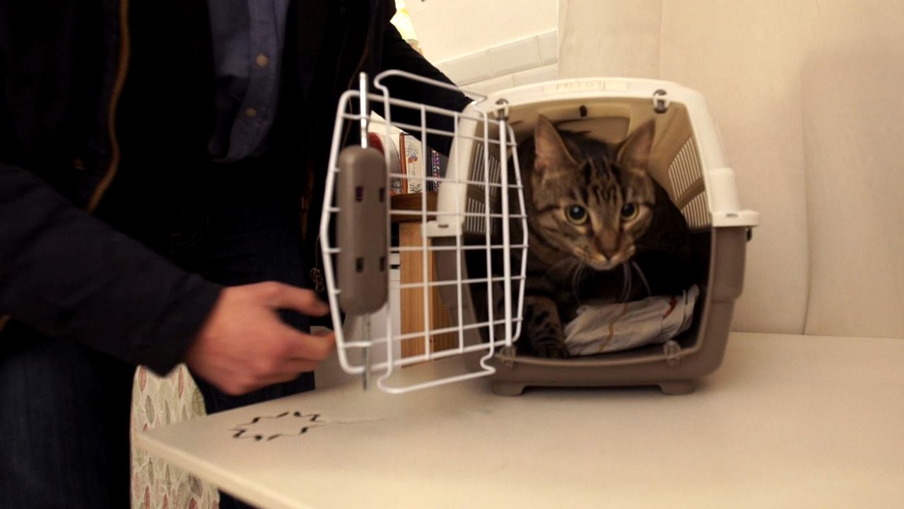 Un nouveau site pour faire garder son chat par un particulier