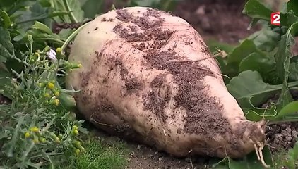 Ecologie : un bioéthanol nouvelle génération développé à Reims