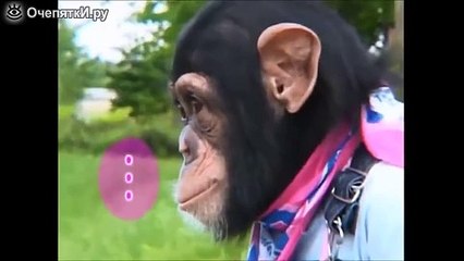 Как бульдог и шимпанзе речку преодолевали