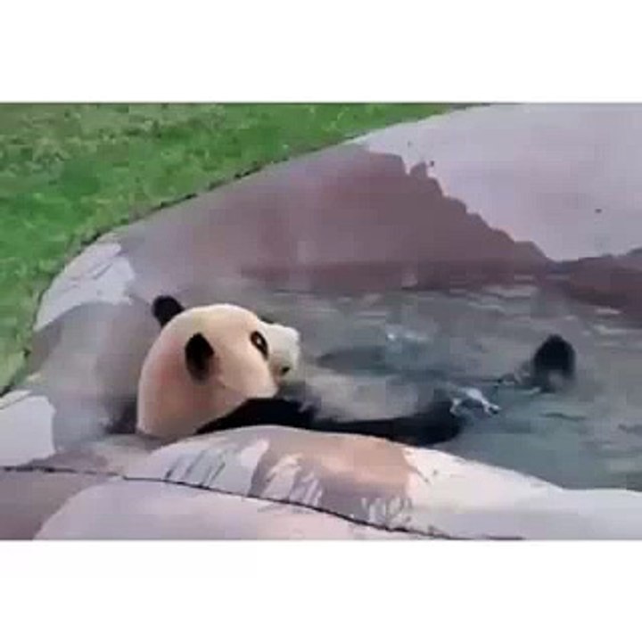 Panda in the playing in the pool