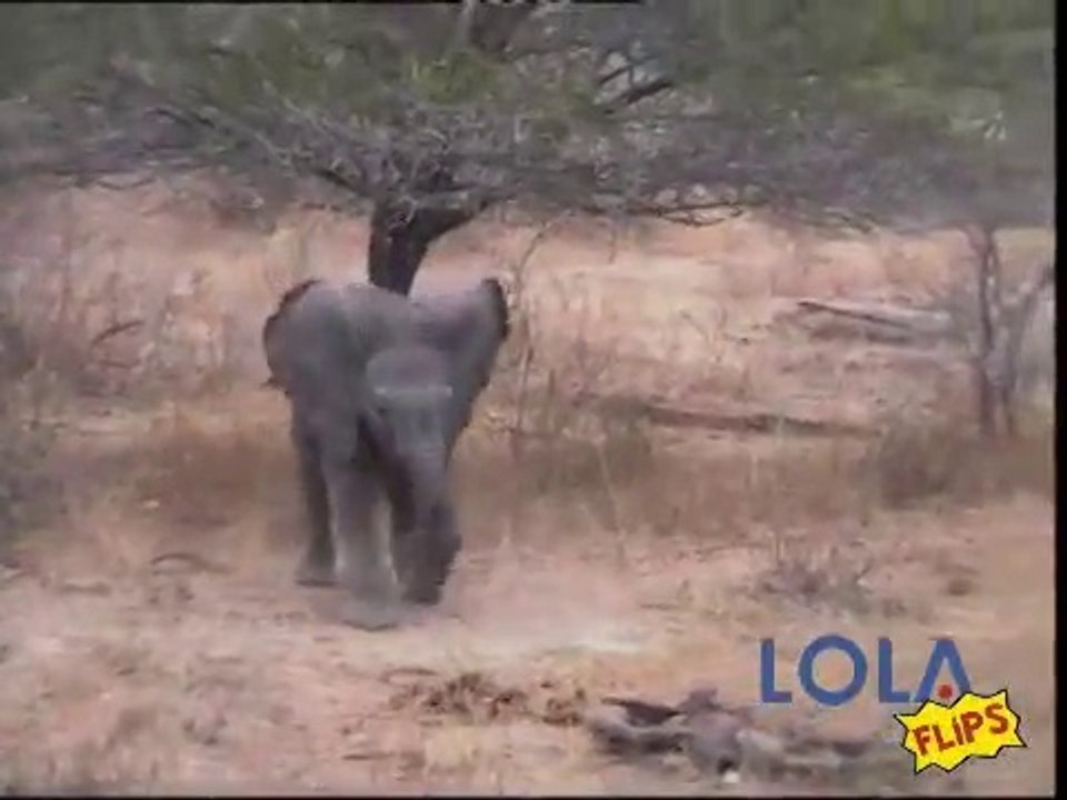 Elephant Dancing Video :-D