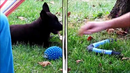 Police Puppy for present Black German Shepherd already at work :)