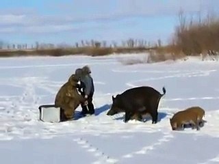 кабаны и рыбаки