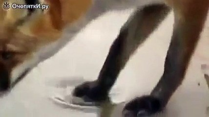 Лисица и огромный сом