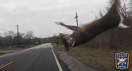 Voiture de police vs cerf