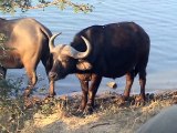 Safari Game Drive 5: Badger, Cape Buffalo, Lion & Prey, Kapama Reserve, South Africa