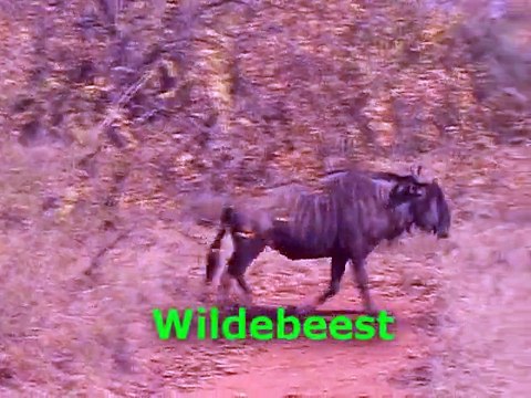 Safari Third Game Drive: Warthog, Elephant, Zebra, Leopard; Kapama Reserve, South Africa